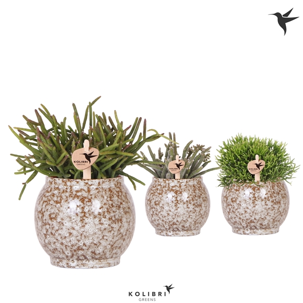 <h4>Kolibri Greens Rhipsalis mix in Safari pot</h4>