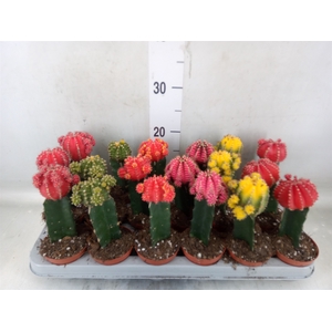 Gymnocalycium mihanov. 'Brasil'