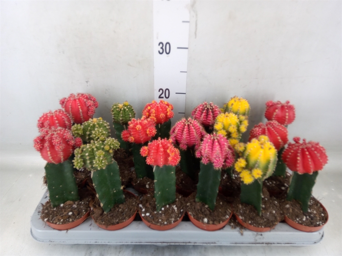 <h4>Gymnocalycium mihanov. 'Brasil'</h4>
