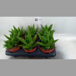 Aloe perfoliata
