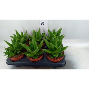 Aloe perfoliata