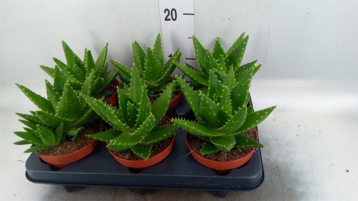 <h4>Aloe perfoliata</h4>