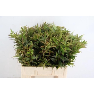 LEUCOTHOE WALTERI ROOD 060CM