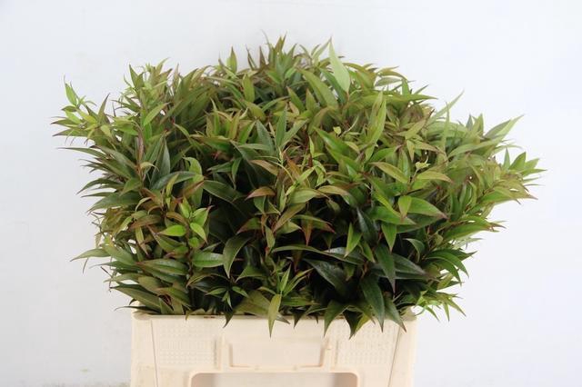 <h4>LEUCOTHOE WALTERI ROOD 060CM</h4>