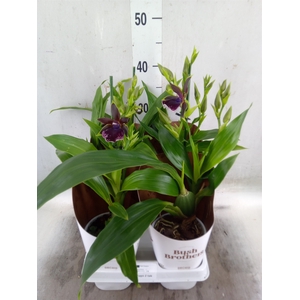Zygopetalum  'Louisendorf'