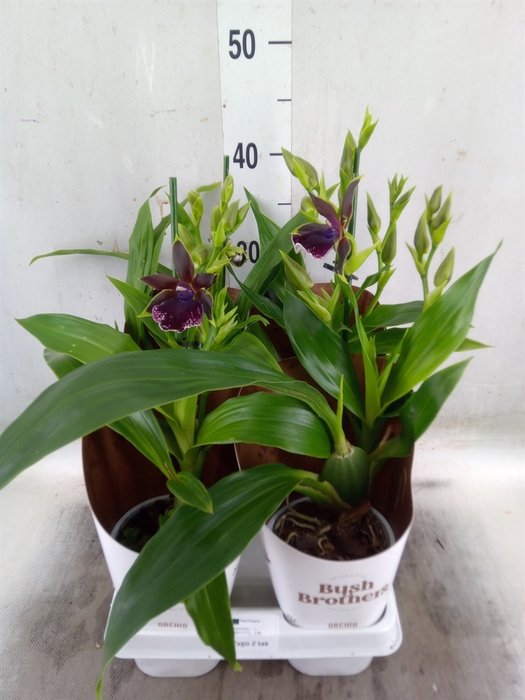 <h4>Zygopetalum  'Louisendorf'</h4>