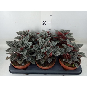 Peperomia caperata 'Caracas'