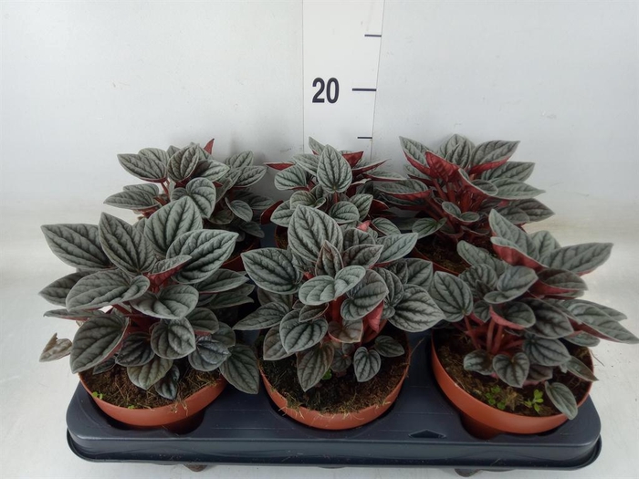 <h4>Peperomia caperata 'Caracas'</h4>