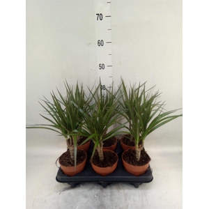 Dracaena marg.