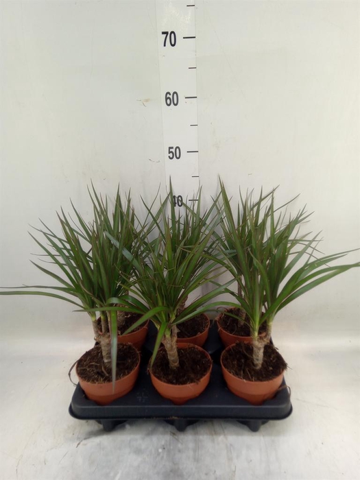 <h4>Dracaena marg.</h4>