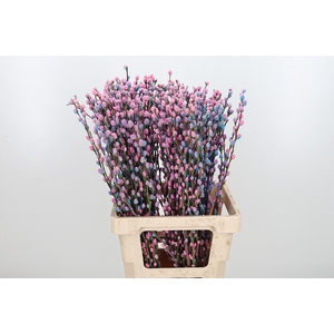 Salix Katjes Kl Bh Bubblegum