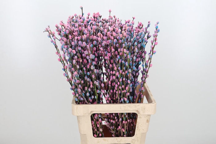<h4>Salix Katjes Kl Bh Bubblegum</h4>