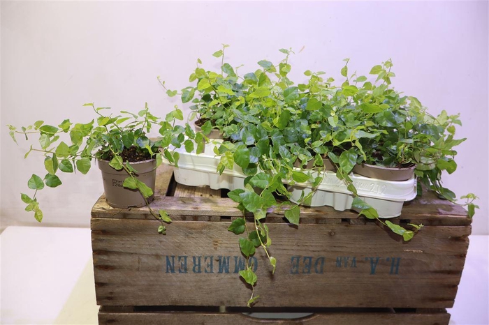 <h4>Fic Pu Green Sunny</h4>