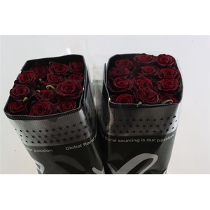 R Gr Intensity (black)