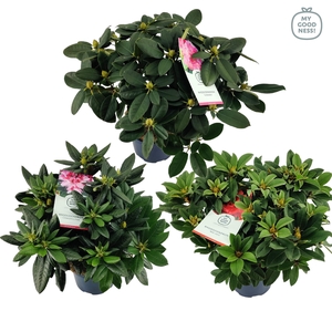 Rhododendron hybr. Mix C7.5 50-60