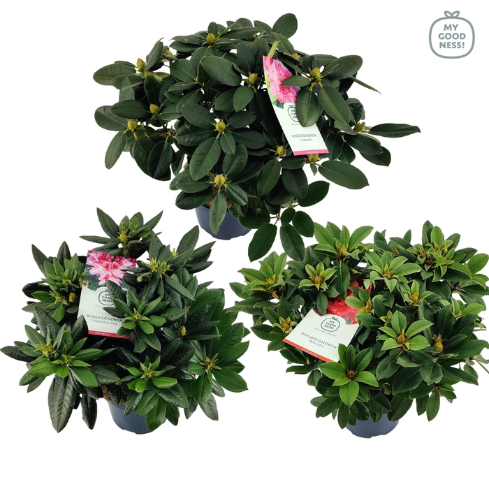 <h4>Rhododendron hybr. Mix C7.5 50-60</h4>