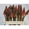 Kniphofia Alcazar