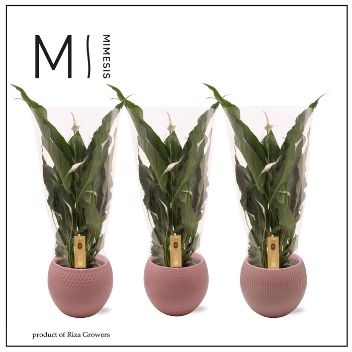 <h4>SPATH SWEET CHICO</h4>