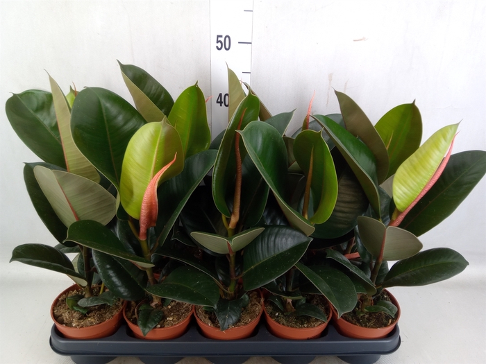 <h4>Ficus elastica 'Robusta'</h4>