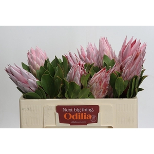 PROTEA CYNAROIDES