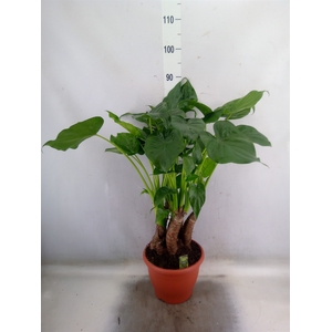 Alocasia cucullata