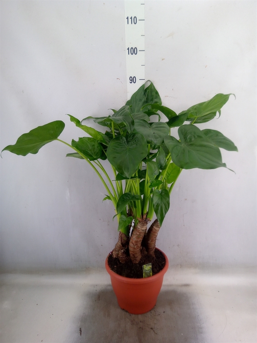 <h4>Alocasia cucullata</h4>
