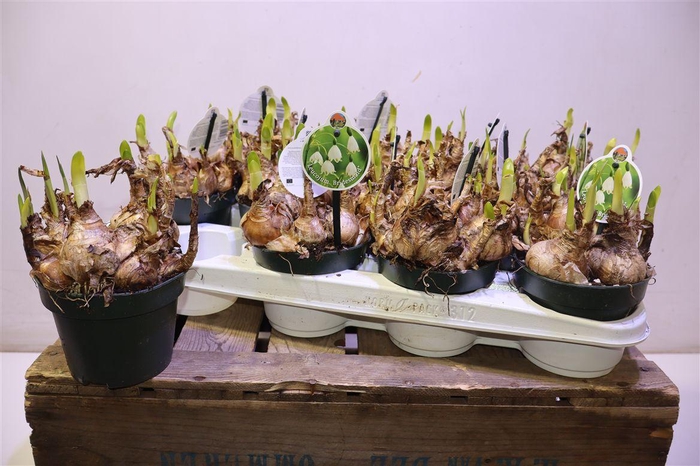 <h4>Leucoj Aestivum</h4>