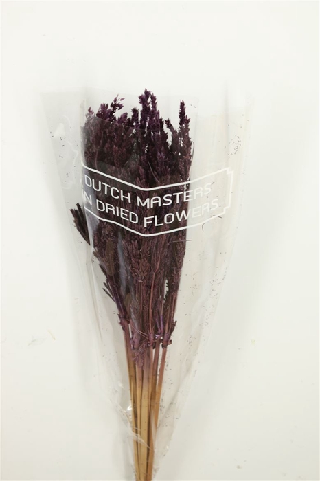 <h4>Dried Umbr. Sedge Big Leaf Purple Bunch</h4>