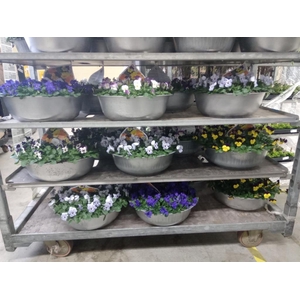 Viola corn. 'Sorbet'   ...mix