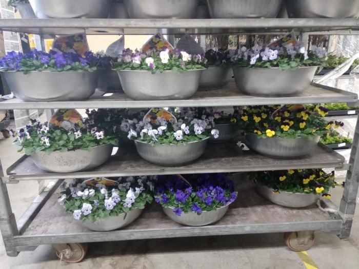 <h4>Viola corn. 'Sorbet'   ...mix</h4>