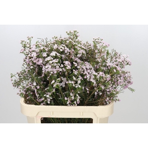 Chamelaucium Dancing Queen