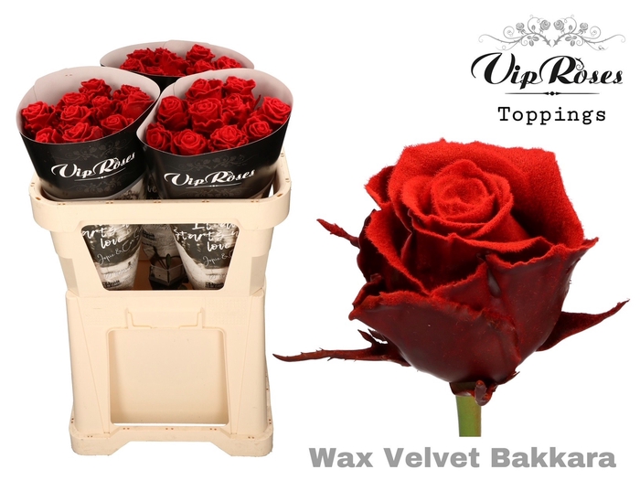 <h4>R Gr Vip Wax Velvet Bakkara</h4>