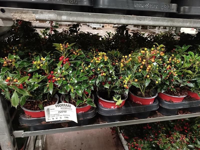 <h4>Ilex aquifolium</h4>