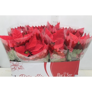 POINSETTIA P14 VERMELHO
