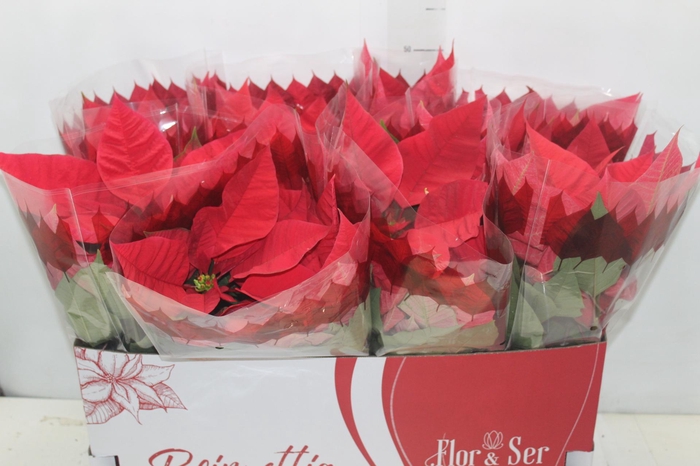 <h4>POINSETTIA P14 VERMELHO</h4>