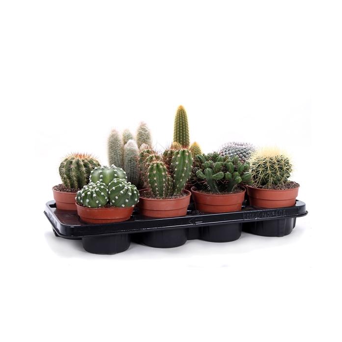 <h4>Cactus canarias 12 cm</h4>