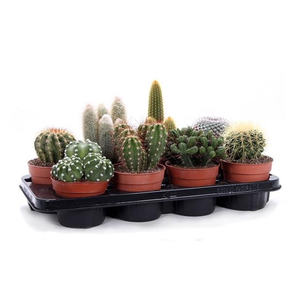 <h4>Cactus canarias 12 cm</h4>