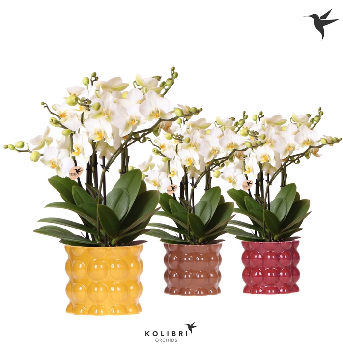 <h4>Kolibri Orchids Phalaenopsis Blossom Lausanne 6 spike in Cotton pot yellow mix</h4>
