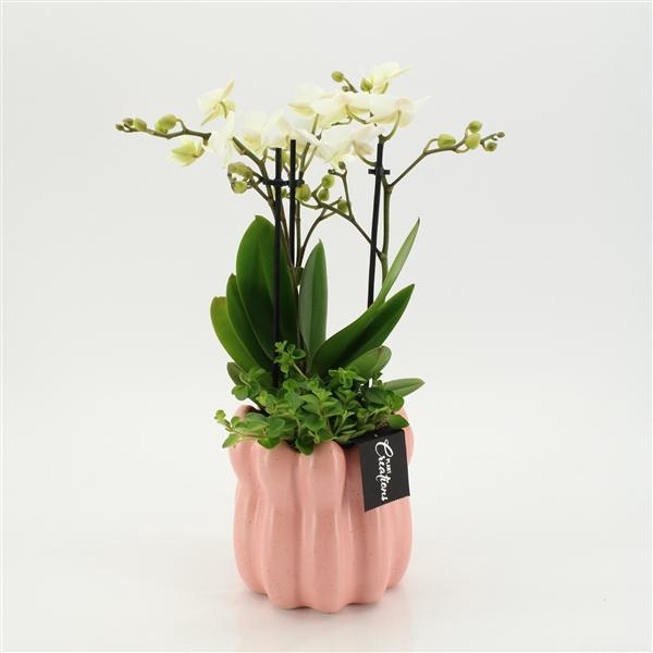 <h4>Arrangementen Phalaenopsis mt H%</h4>