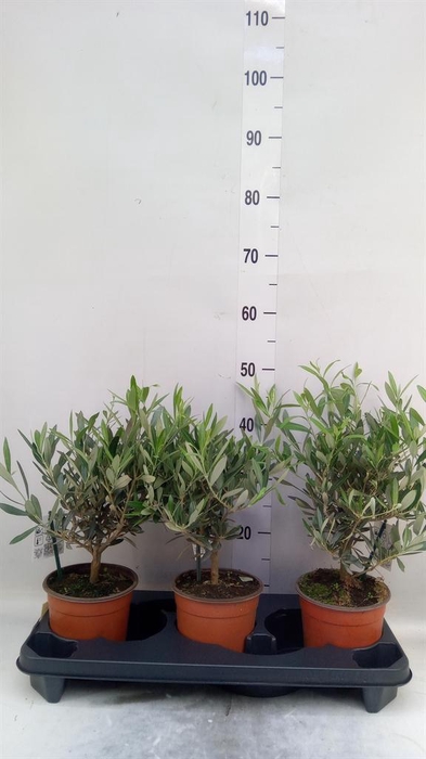 <h4>Olea europaea</h4>