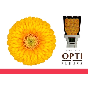 Germini Pomponi Honeydew Diamond