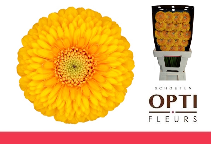 <h4>GE MB POM HONEYDEW-Diamond*20</h4>