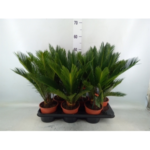 Cycas revoluta