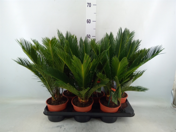 <h4>Cycas revoluta</h4>