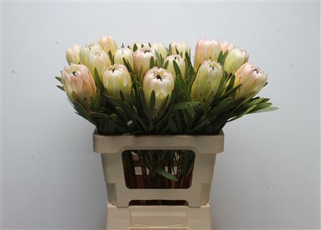 Protea White Night