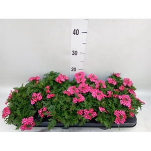 Verbena  'Magelana Magic Rose'