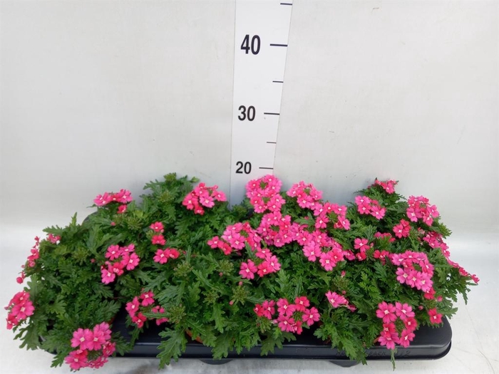 <h4>Verbena  'Magelana Magic Rose'</h4>