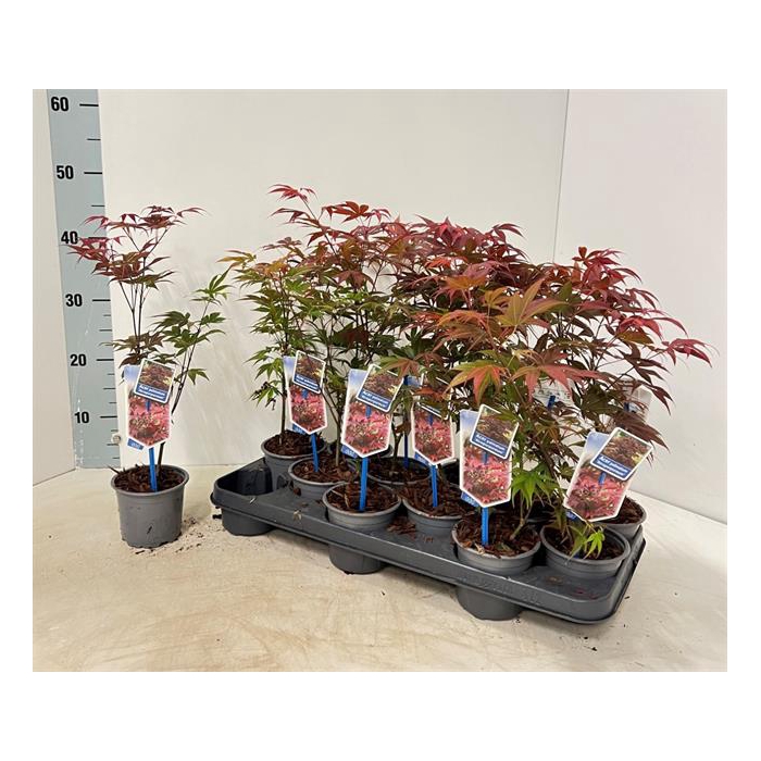 <h4>Acer Palmatum Atropurpureum 10,5Ø 30-40cm</h4>