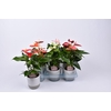 Anthurium gemengd 9 cm in Becca keramiek
