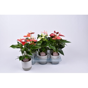 Anthurium gemengd 9 cm in Becca keramiek